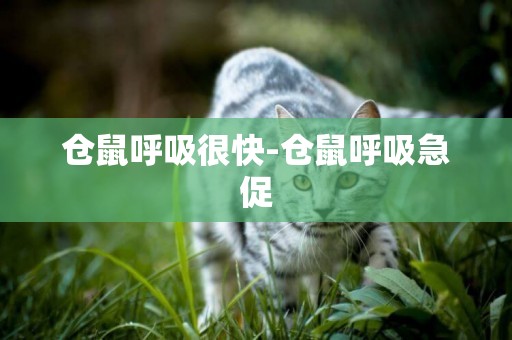 倉鼠呼吸很快-倉鼠呼吸急促