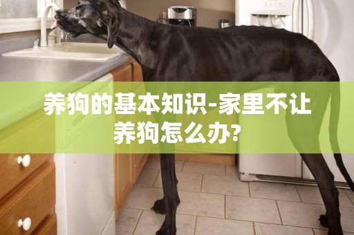 養狗的基本知識-家里不讓養狗怎么辦?
