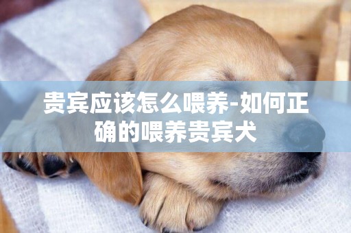 貴賓應該怎么喂養-如何正確的喂養貴賓犬