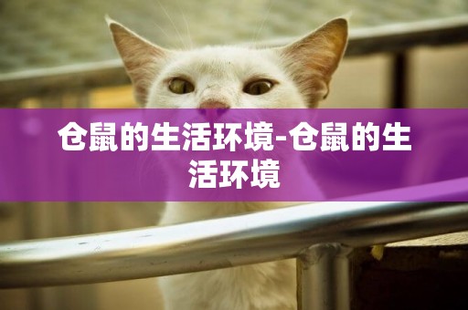 倉鼠的生活環境-倉鼠的生活環境