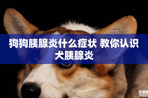 狗狗胰腺炎什么癥狀 教你認識犬胰腺炎