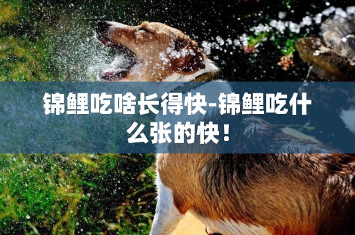 錦鯉吃啥長得快-錦鯉吃什么張的快！