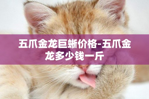 五爪金龍巨蜥價格-五爪金龍多少錢一斤