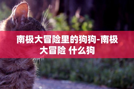 南極大冒險里的狗狗-南極大冒險?什么狗