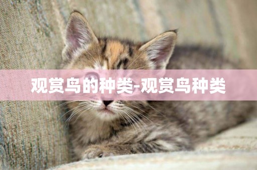 觀賞鳥的種類-觀賞鳥種類