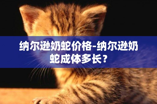 納爾遜奶蛇價格-納爾遜奶蛇成體多長？
