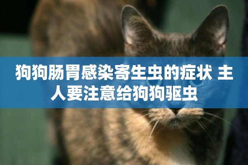 狗狗腸胃感染寄生蟲的癥狀 主人要注意給狗狗驅蟲