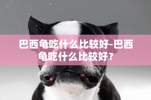 巴西龜吃什么比較好-巴西龜吃什么比較好？