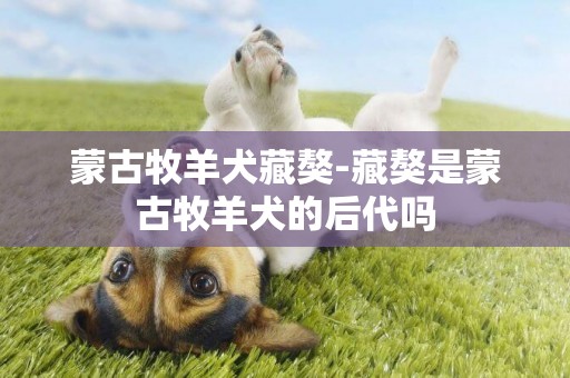 蒙古牧羊犬藏獒-藏獒是蒙古牧羊犬的后代嗎