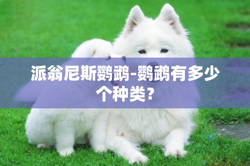派翁尼斯鸚鵡-鸚鵡有多少個種類？