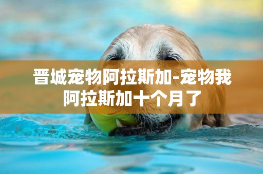 晉城寵物阿拉斯加-寵物我阿拉斯加十個月了