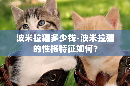 波米拉貓多少錢-波米拉貓的性格特征如何？