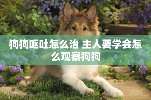 狗狗嘔吐怎么治 主人要學會怎么觀察狗狗
