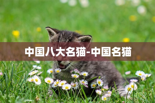 中國八大名貓-中國名貓