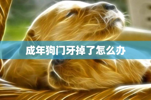 成年狗門牙掉了怎么辦