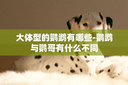 大體型的鸚鵡有哪些-鸚鵡與鸚哥有什么不同