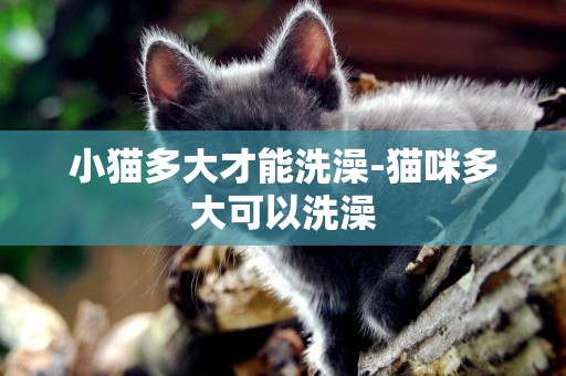 小貓多大才能洗澡-貓咪多大可以洗澡
