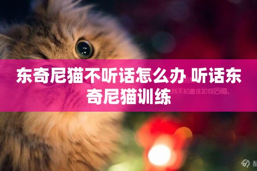 東奇尼貓不聽話怎么辦 聽話東奇尼貓訓練