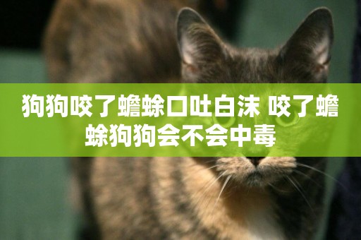 狗狗咬了蟾蜍口吐白沫 咬了蟾蜍狗狗會不會中毒