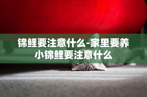 錦鯉要注意什么-家里要養小錦鯉要注意什么