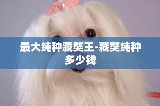 最大純種藏獒王-藏獒純種多少錢
