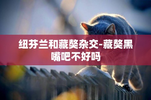紐芬蘭和藏獒雜交-藏獒黑嘴吧不好嗎