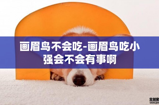 畫眉鳥不會吃-畫眉鳥吃小強會不會有事啊