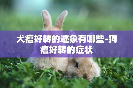 犬瘟好轉的跡象有哪些-狗瘟好轉的癥狀