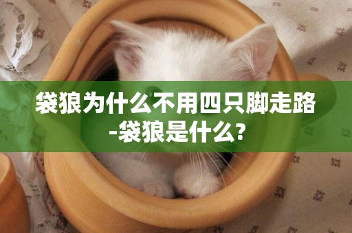 袋狼為什么不用四只腳走路-袋狼是什么?
