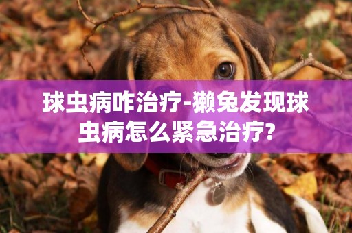 球蟲病咋治療-獺兔發現球蟲病怎么緊急治療?