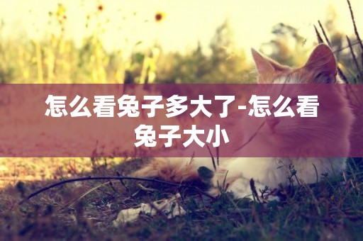 怎么看兔子多大了-怎么看兔子大小