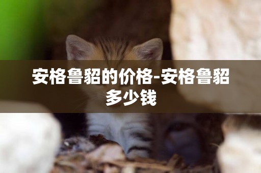 安格魯貂的價格-安格魯貂多少錢