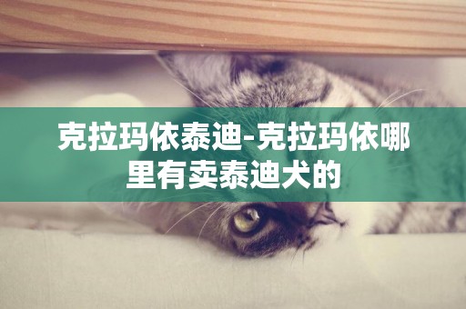 克拉瑪依泰迪-克拉瑪依哪里有賣泰迪犬的