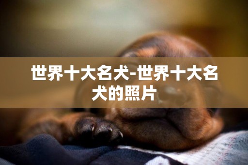 世界十大名犬-世界十大名犬的照片
