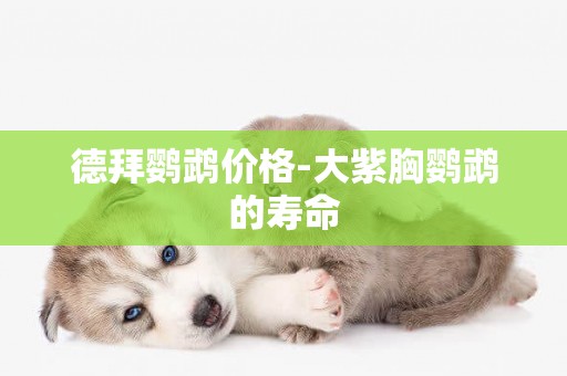 德拜鸚鵡價格-大紫胸鸚鵡的壽命