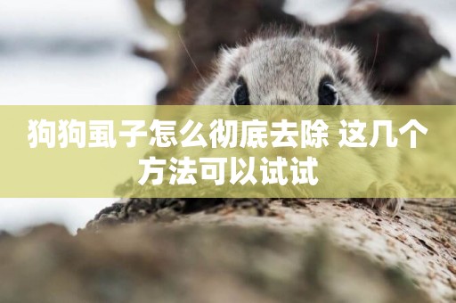 狗狗虱子怎么徹底去除 這幾個方法可以試試