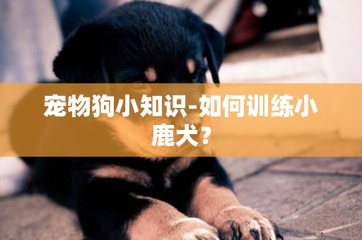 寵物狗小知識-如何訓練小鹿犬？