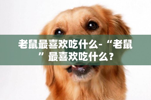 老鼠最喜歡吃什么-“老鼠”最喜歡吃什么？