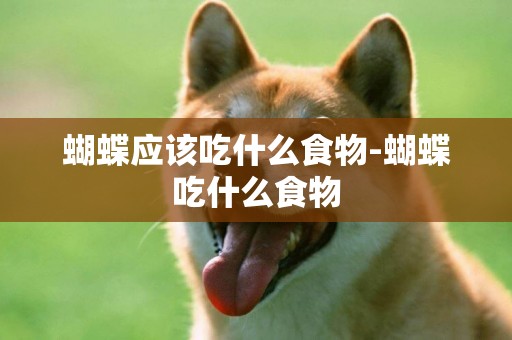 蝴蝶應該吃什么食物-蝴蝶吃什么食物