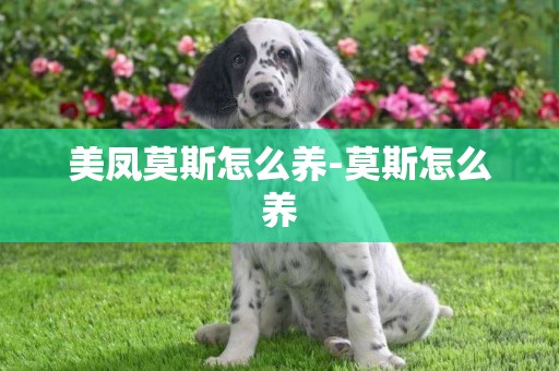 美鳳莫斯怎么養-莫斯怎么養