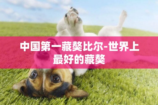 中國第一藏獒比爾-世界上最好的藏獒