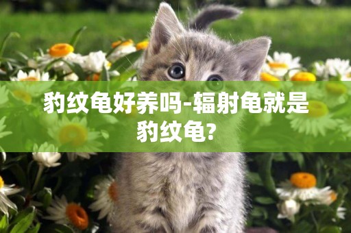 豹紋龜好養嗎-輻射龜就是豹紋龜?