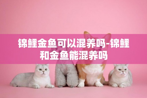 錦鯉金魚可以混養嗎-錦鯉和金魚能混養嗎