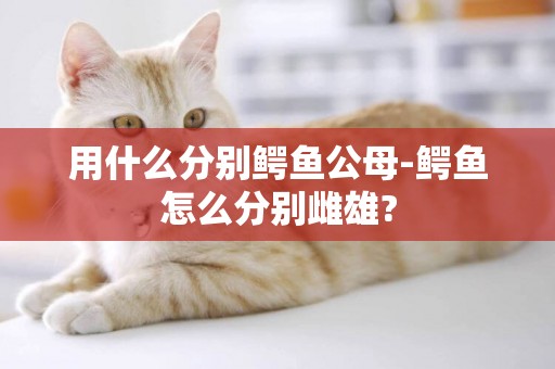 用什么分別鱷魚公母-鱷魚怎么分別雌雄?