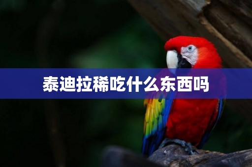 泰迪拉稀吃什么東西嗎