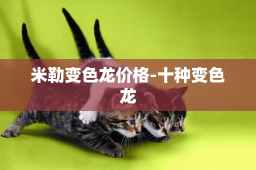 米勒變色龍價格-十種變色龍