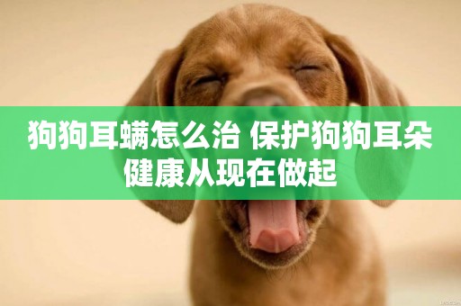 狗狗耳螨怎么治 保護狗狗耳朵健康從現在做起