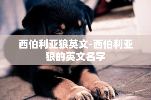 西伯利亞狼英文-西伯利亞狼的英文名字