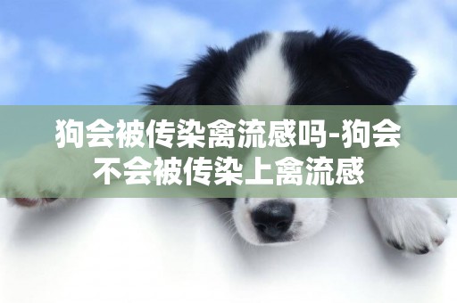 狗會被傳染禽流感嗎-狗會不會被傳染上禽流感