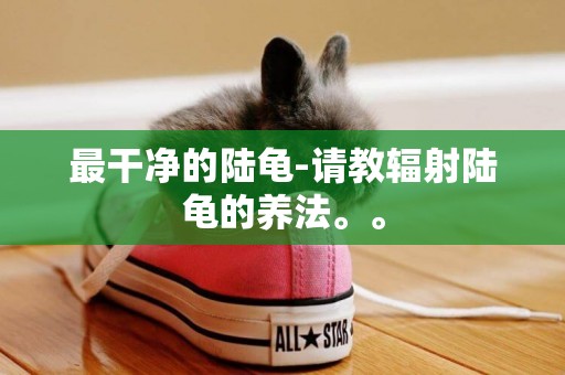最干凈的陸龜-請教輻射陸龜的養法。。